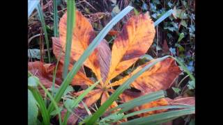 Paolo Nutini  - Autumn Leaves gameplay video by lizwilliamsforeman, 2:49 duration