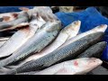 Population Dynamics Of Five Important Commercial Fish Species In The Sundarbans Ecosystem