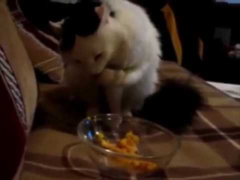 Ложку дайте! Смешная котейка Зорька кушает лакомство лапкой! / Amazing funny cat!