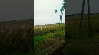 Download lagu Kang Ipul doesn't have an iPhone #adekkakakinul mp3 Download lagu Kang Ipul doesn't have an iPhone #adekkakakinul mp3