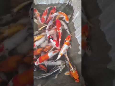 Piscicultura Bianco, Paicandu PR