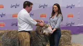 Learning how to judge Merino Sheep