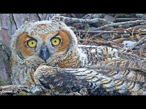 Owlet Montage - Cornell Lab Bird Cams, GHO Nest Savannah, GA, 2022