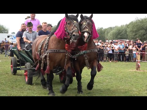 Parada cailor Satu Mare, Bucovina 22 August 2021 Nou!!!