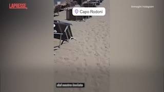 300 lettini rubati e ritrovati in Albania, video denuncia di un circolo di Reggio Emilia