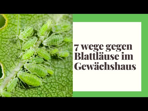 7 Tipps um Blattläuse im Gewächshaus loszuwerden
