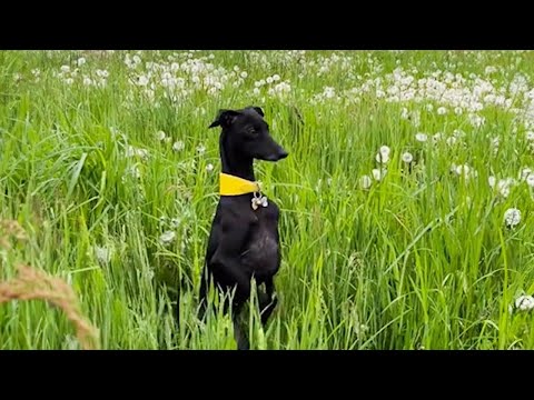 Les animaux les plus drôles de la semaine
