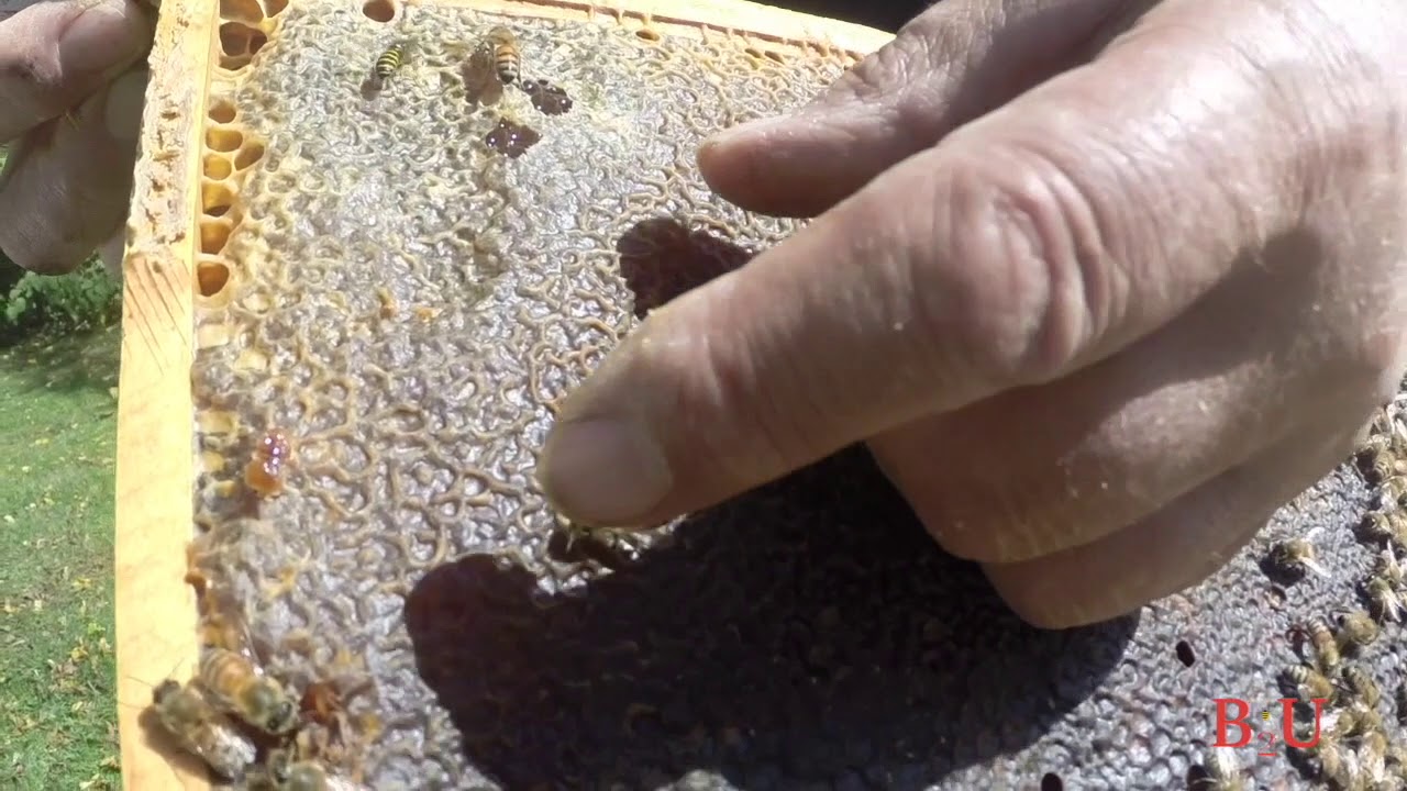 Honeybees Online Beekeeping Course