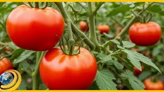 Անահիտ պոմիդորի առեղծվածը. համը՝ հիշողություն, սերմը՝ հույս