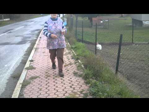 Husy v dedine (Bardejov - Svidník Tour)