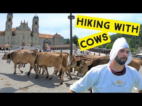 Hiking to the Alps with cows. Every year the Swiss bring their cows to the Alps. But Why?