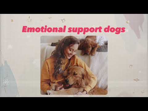 VPD3932 VETERINARY PROFESSIONAL ORIENTATION//DOG TRAINING