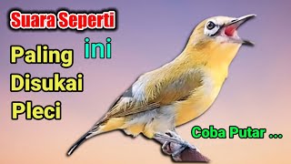 Download lagu PLECI GACOR suara ngalas - PANCINGAN PLECI DAKUN yang sulit BUNYI (SUARA BURUNG PLECI GACOR NEMBAK) mp3