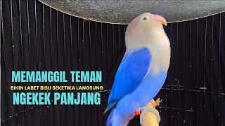Download lagu Suara burung Lovebird memanggil lawan di lanjut ngekek,joos banget memancing labet bahan mp3