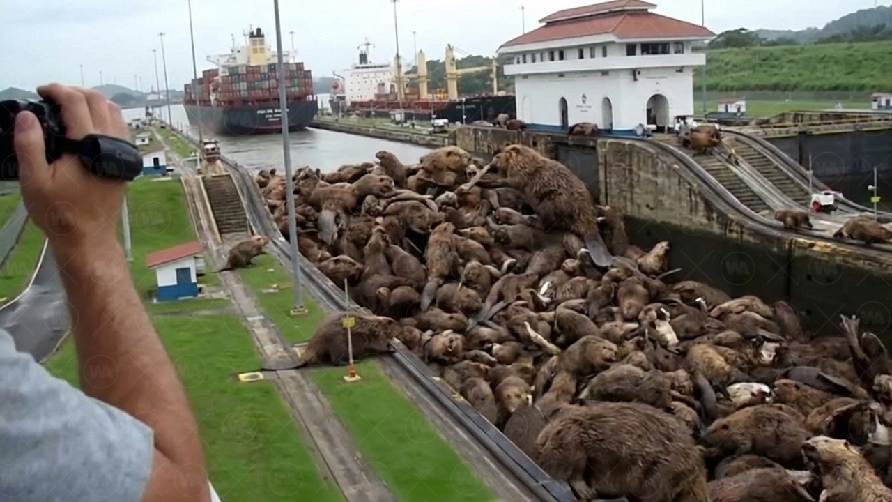 Egipto Podría Borrar el Canal de Panamá del Mapa Usando Este Animal