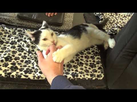 Havarti from Catffeinated at his cutest