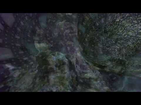 Ajna Vitamin - Culture