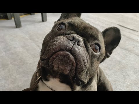 The story of a French Bulldog named Oleg