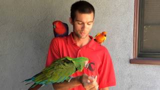 Ryan with Echo (Grand eclectus), Connie (sun conure) and Prince (military macaw)