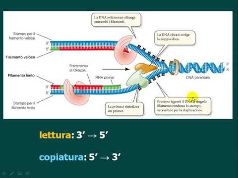 Erba di San Giovanni per limpotenza per sempre Attivatori artificiale per le donne