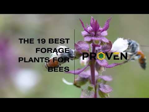 Grow a Buzz-Worthy Garden: 19 Best Forage Plants for Bees