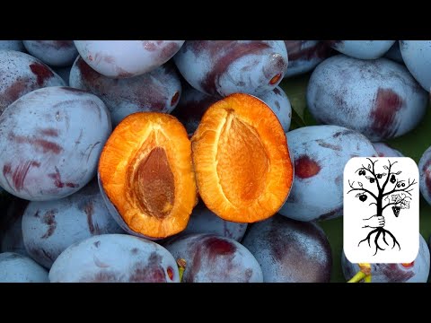 TOP ZWETSCHKEN mit später Reife - Sorten im direkten Vergleich - Zwetschken im Herbst