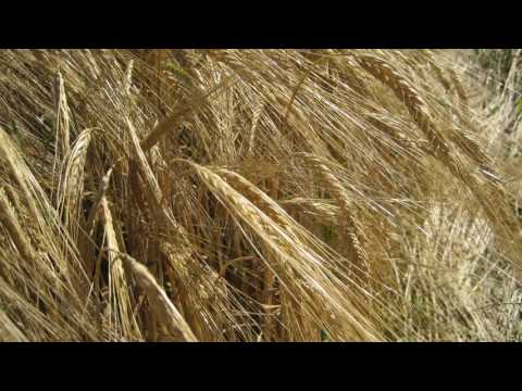 Kathi Stimmer-Salzeder - Gloria, Ehre sei Gott