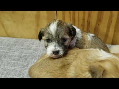 Abcdoggy.com introduces Charger, Chuckles, Cozette, & Crew