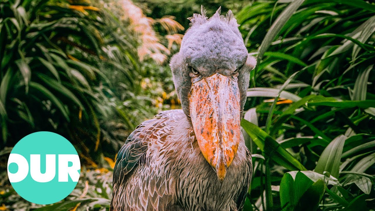 Weirdest Bird on Planet Earth: The Giant Shoebill