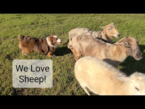 Amazing day full of Sheep herding with Australian Shepherds