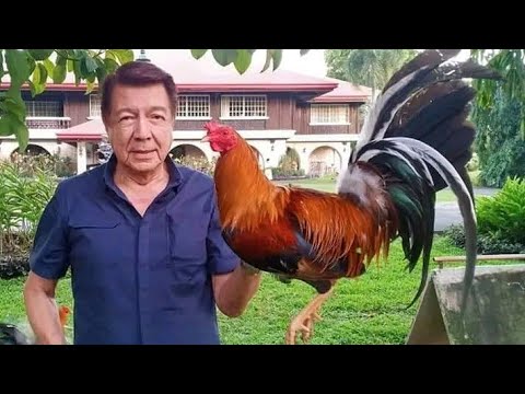 POSSUM SWEATER 226 BY MR. RAFAEL "NENE" ABELLO  NG RGA GAMEFARM AT BACOLOD CITY