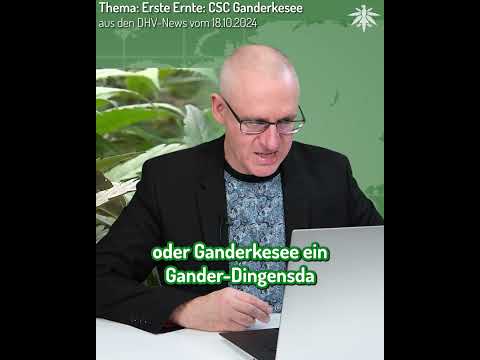 🌱🧑‍🌾 Ernte der ersten legalen Club-Pflanzen in Ganderkesee | Clip aus den DHV-News vom 18.10.2024