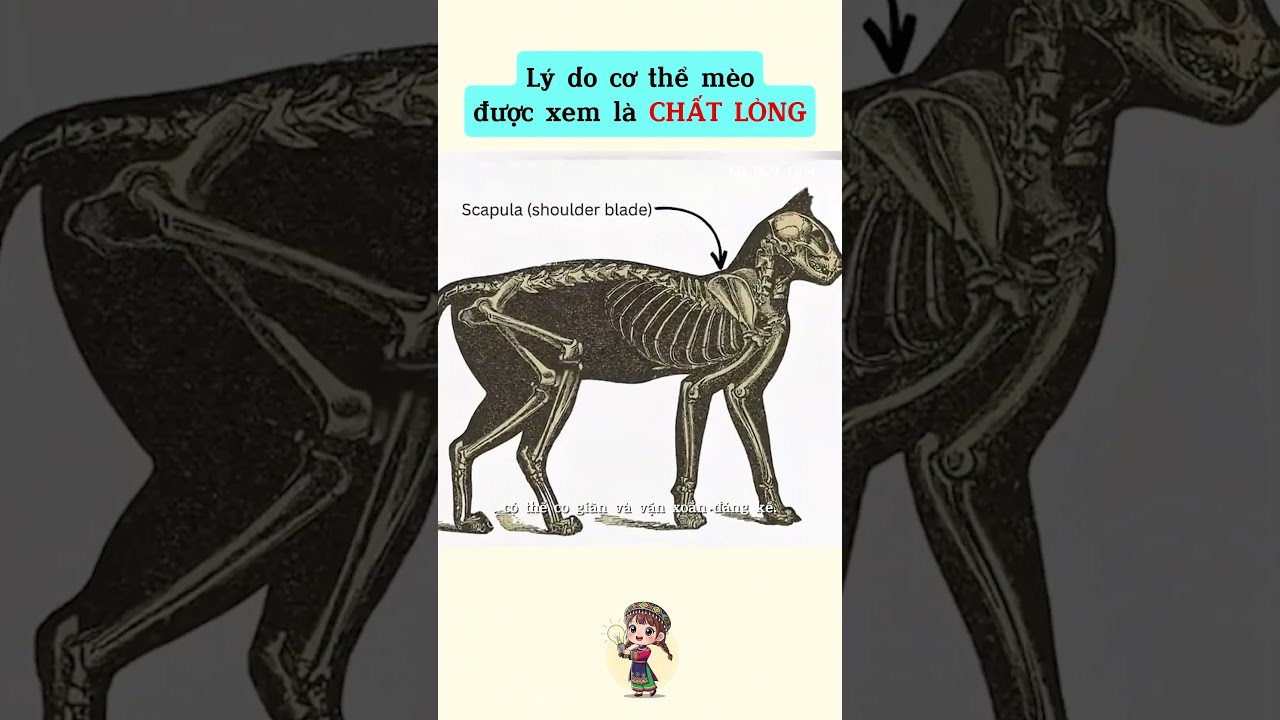 Lý do cơ thể mèo được xem là chất lỏng