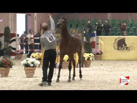 N.47 VATICAN VALLATE - Milan 2016 - Yearling Colts (Class 4B)