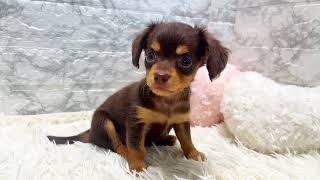 ハーフ犬の動画01