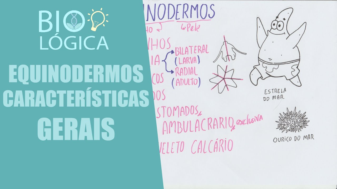 BIO LÓGICA! EQUINODERMOS - CARACTERÍSTICAS GERAIS