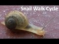 Snail Walk Cycle