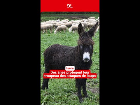 Des ânes protègent le troupeau des loups