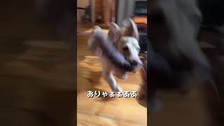 #shorts 今日も元気 #カニンヘンダックス #ミニチュアダックス #犬のいる暮らし #古民家 #古民家暮らし