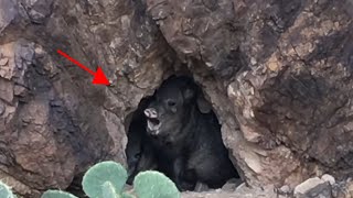 More Javelina's Nov 3 2016