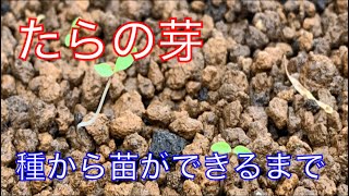 《山菜》たらの芽の種から苗の作り方　完全版