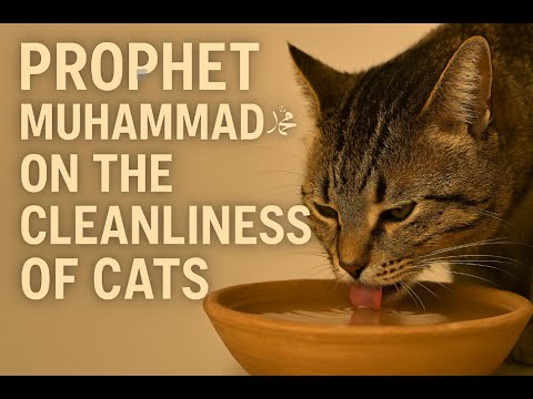 Prophet Muhammad ﷺ on the Cleanliness of Cat