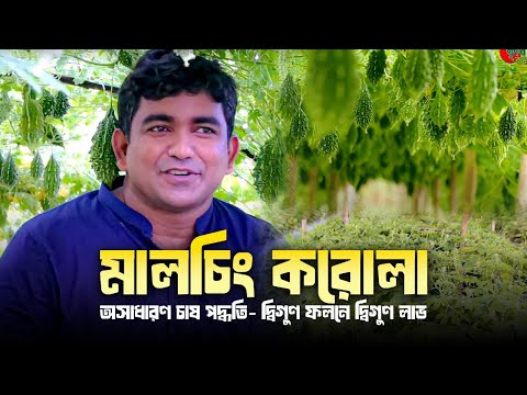 মালচিং করোলা- অসাধারণ চাষ পদ্ধতি- দ্বিগুণ ফলনে দ্বিগুণ লাভ