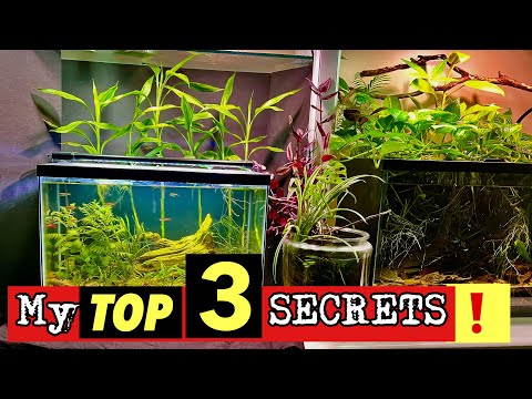 🤫My Top 3 SECRETS for growing 🪴HOUSEPLANTS🪴 in a Fish Tank!