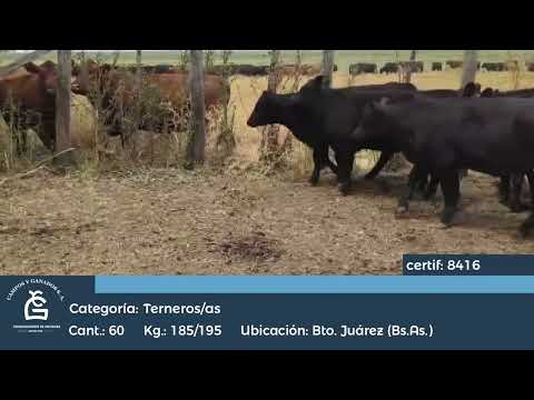 Lote M Y H - Bto Juárez Bs As