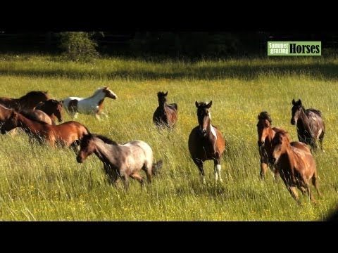 comment prendre licence equitation