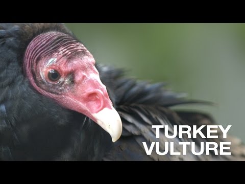 Creature Feature: Turkey Vulture