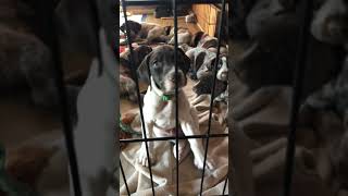 Video preview image #1 German Shorthaired Pointer Puppy For Sale in MARANA, AZ, USA