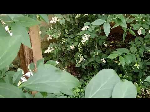 Volière oiseaux exotiques 2025