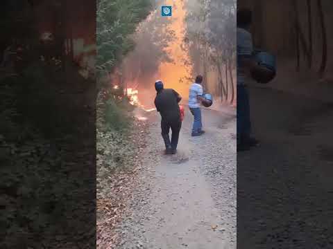 Rodeados por el fuego: vecinos de Galvarino escapan de incendio forestal en la zona